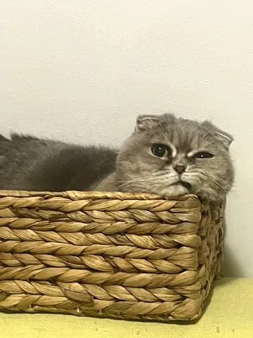Cozy in the basket