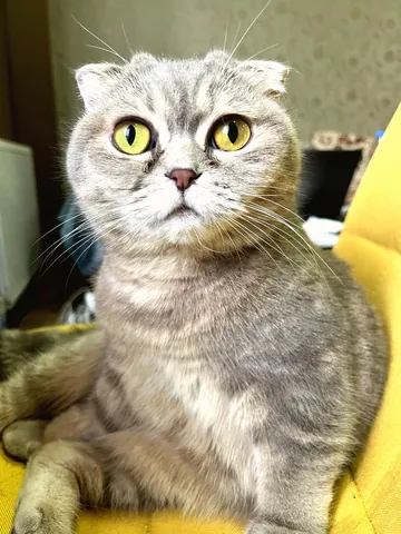 Big eyes