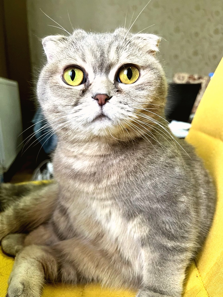 Big eyes