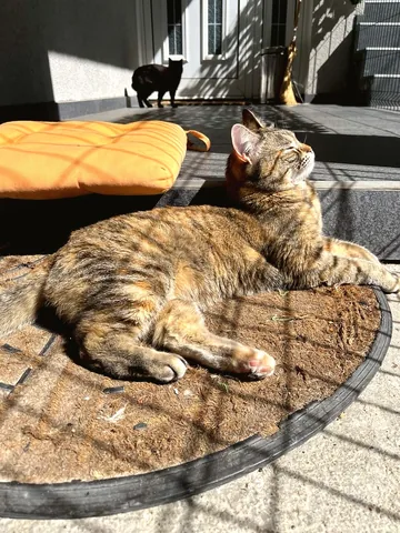 Sunbathing