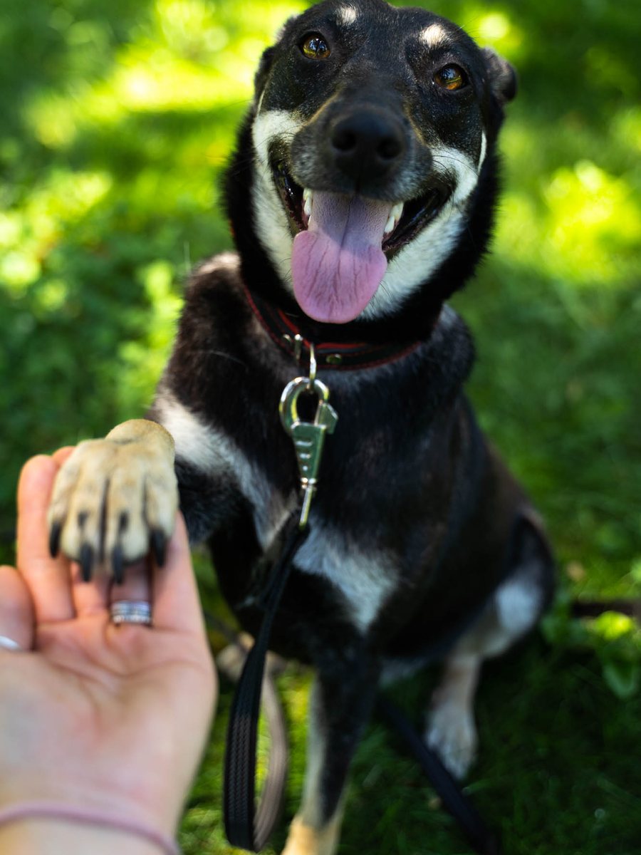 Samantha gives paw