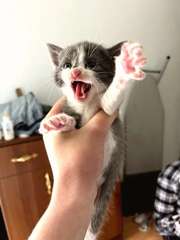Meoooow!