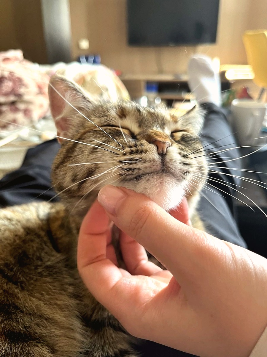 Bliss